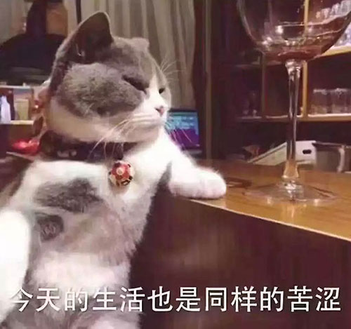南京家庭裝修之喵星人：“裝修前，你考慮過我嗎？”